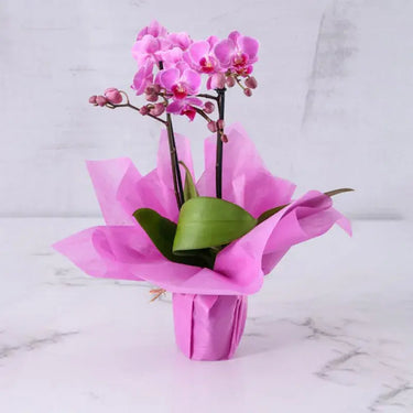 Purple Charm, 2 Stem Mini Orchid, Elegant Wrapping, Mini Phalaenopsis Orchid Plant, Buy Purple charm Online